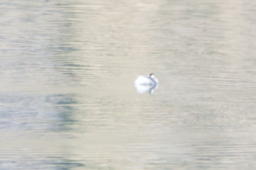 Silvery Grebe at Antisana